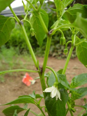Capsicum annum