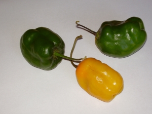 Blte von Capsicum pubescens