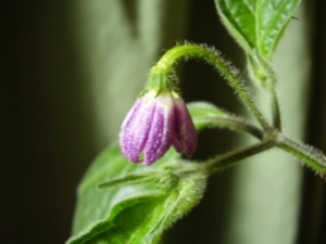 Blte von Capsicum pubescens