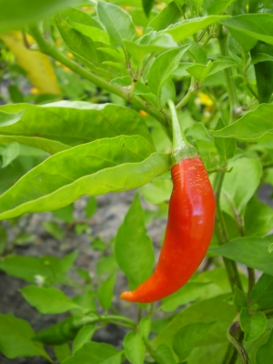 Capsicum Baccatum