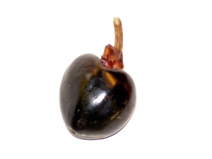 Cascabel