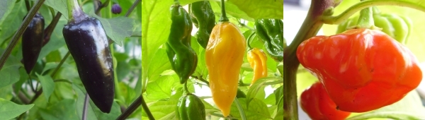 Pepper24