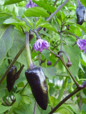 Chili Schwarzer Tscheche