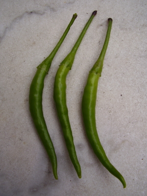 Chili de Arbol
