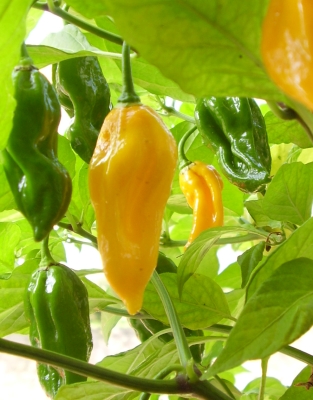Fatalii Chili