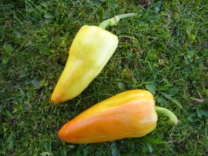 Paprika Feher