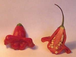 Glockenchili