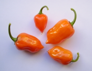 Habanero