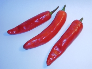 Dutch Red Holland-Chili