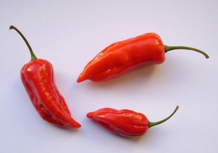 Naga Jolokia