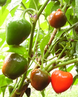 Kirschpaprika Cherry Bomb