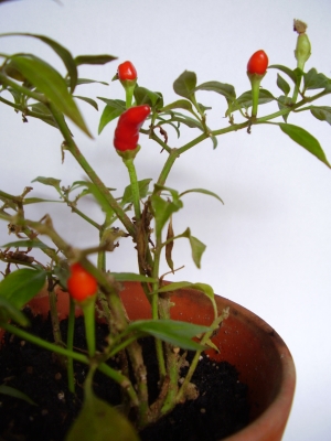 Malagueta Chili