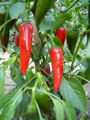 New Mexican Chili