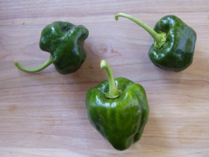 Poblano Chili