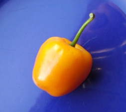 Chili Gringo Killer
