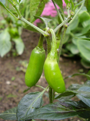 Serrano Chili