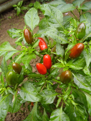 Sibirischer Hauspaprika