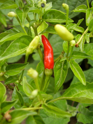 Tabasco Chili