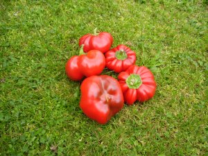 Tomatenpaprika