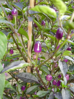 Wildform Chili